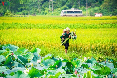Bac Son rice fields turn yellow amid harvest season - ảnh 17
