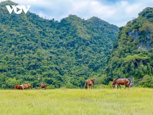 Discovering peaceful meadow in northern mountainous province - ảnh 4