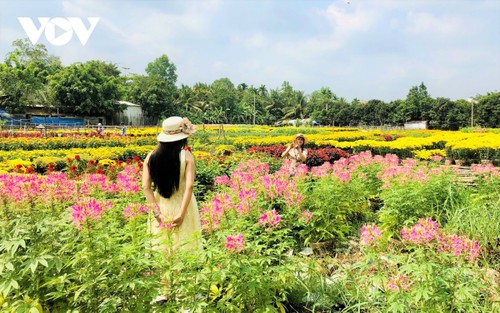 Pho Tho flower village in bloom just in time for Tet - ảnh 13