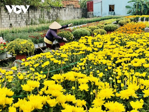 Pho Tho flower village in bloom just in time for Tet - ảnh 9