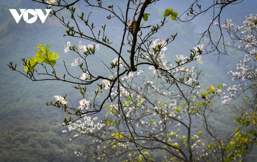 Hoa ban nở trắng núi rừng Điện Biên - ảnh 2