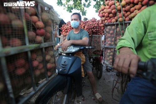 Exploring the lychee capital of Vietnam in harvest season - ảnh 7