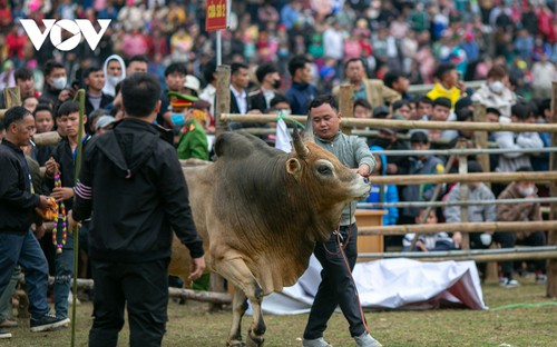 Tưng bừng xem hội chọi bò Bảo Lâm - ảnh 4