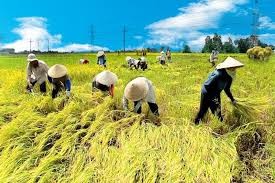 Raising the value of Vietnam’s export rice - ảnh 1
