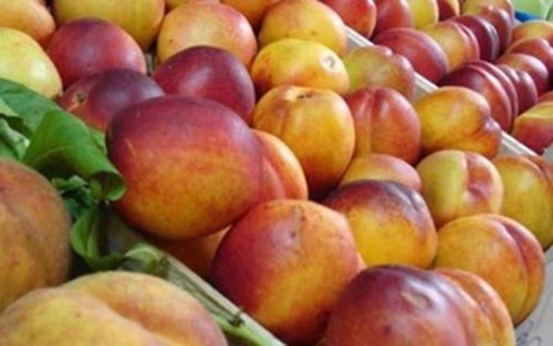 Polish apples to be exported to Vietnam - ảnh 1