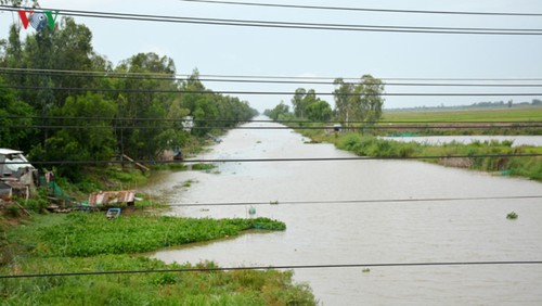 Late Prime Minister turns fallow Mekong land into major rice basket - ảnh 1