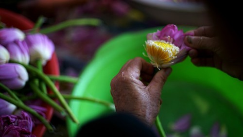 Ho Tay lotus tea scenting – quintessence of Hanoi - ảnh 13
