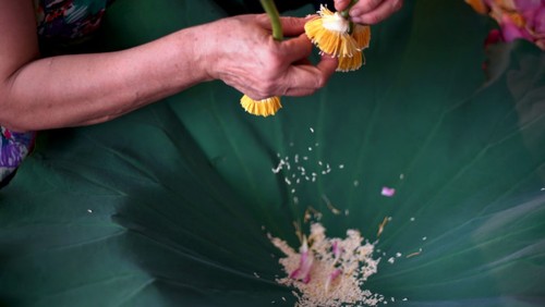 Ho Tay lotus tea scenting – quintessence of Hanoi - ảnh 21