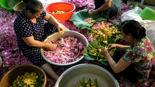 Ho Tay lotus tea scenting – quintessence of Hanoi - ảnh 23
