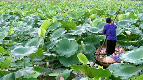 Ho Tay lotus tea scenting – quintessence of Hanoi - ảnh 5