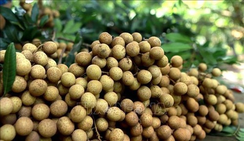 Vietnam steps up efforts to bring longan to Australian market - ảnh 1