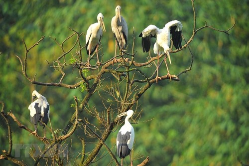Thung Nham Bird Park – a site for bird lovers - ảnh 10