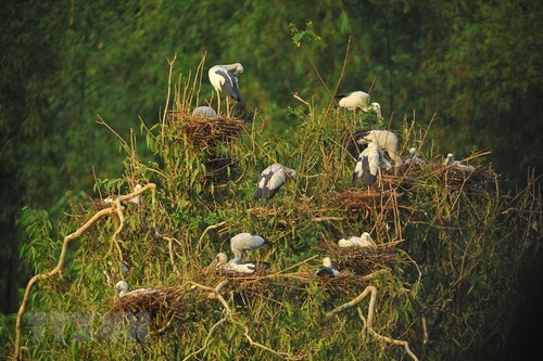 Thung Nham Bird Park – a site for bird lovers - ảnh 11