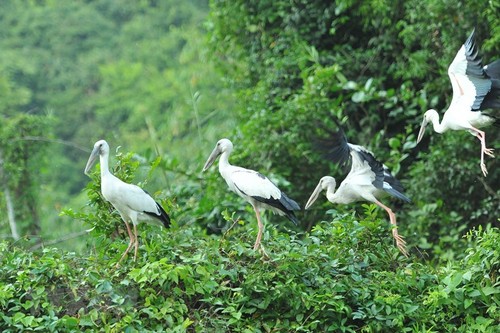 Thung Nham Bird Park – a site for bird lovers - ảnh 13