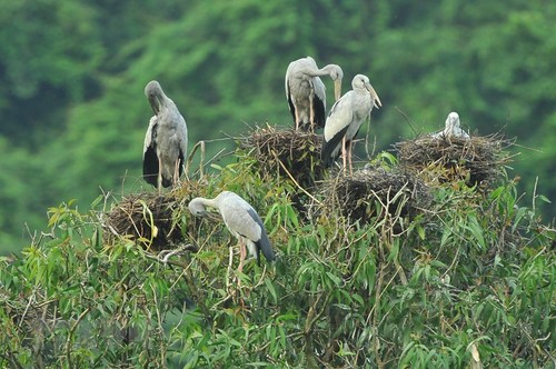 Thung Nham Bird Park – a site for bird lovers - ảnh 3