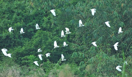 Thung Nham Bird Park – a site for bird lovers - ảnh 4