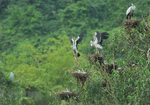 Thung Nham Bird Park – a site for bird lovers - ảnh 5