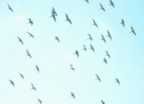 Thung Nham Bird Park – a site for bird lovers - ảnh 6