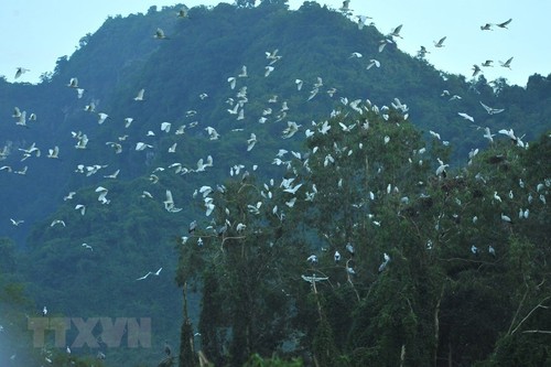 Thung Nham Bird Park – a site for bird lovers - ảnh 8