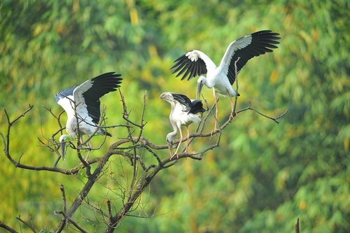 Thung Nham Bird Park – a site for bird lovers - ảnh 9