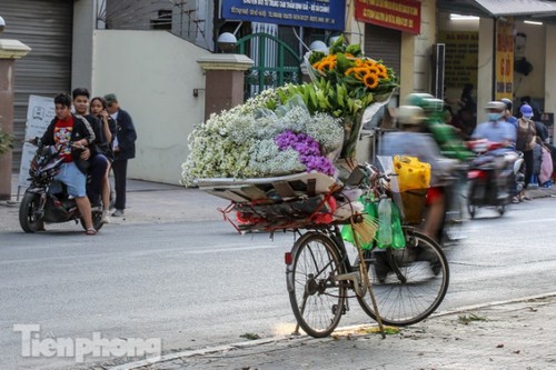 Ox-eye daisies create marvelous scenery on Hanoi streets - ảnh 12