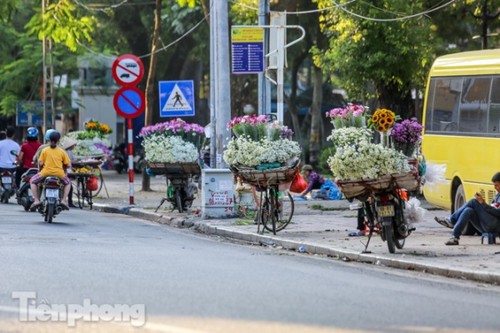 Ox-eye daisies create marvelous scenery on Hanoi streets - ảnh 1