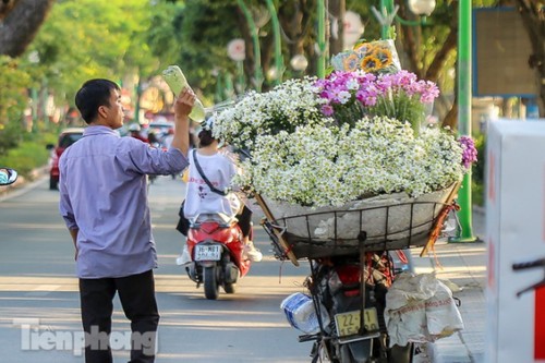 Ox-eye daisies create marvelous scenery on Hanoi streets - ảnh 8