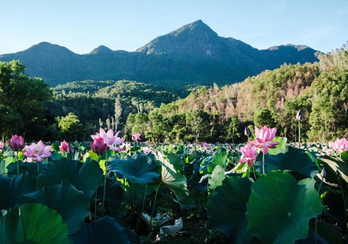 Lotus harvest season in Quang Nam - ảnh 11