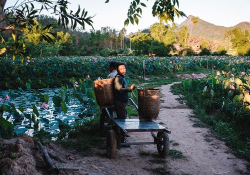 Lotus harvest season in Quang Nam - ảnh 2