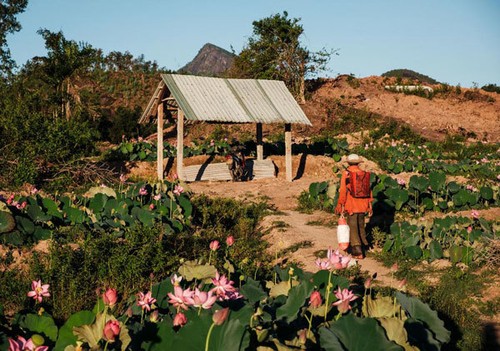 Lotus harvest season in Quang Nam - ảnh 3