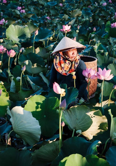 Lotus harvest season in Quang Nam - ảnh 5