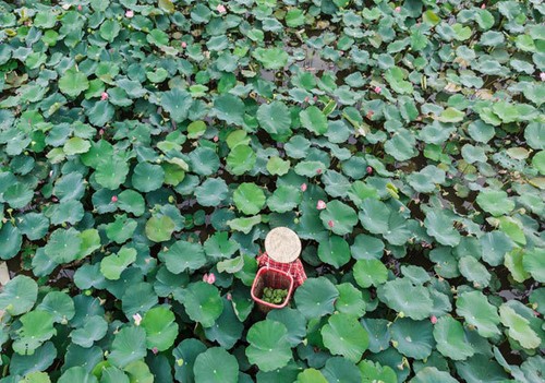 Lotus harvest season in Quang Nam - ảnh 7