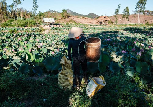 Lotus harvest season in Quang Nam - ảnh 8