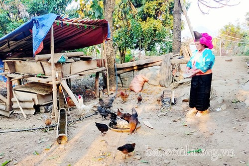 Hmong woman escapes poverty through husbandry  - ảnh 1