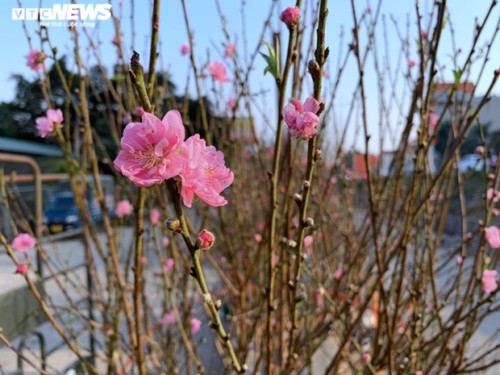 Peach blossoms signal first sign of Tet in Hanoi - ảnh 2