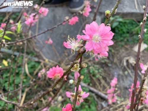 Peach blossoms signal first sign of Tet in Hanoi - ảnh 5