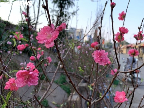 Peach blossoms signal first sign of Tet in Hanoi - ảnh 6