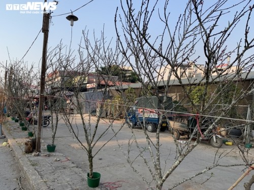 Peach blossoms signal first sign of Tet in Hanoi - ảnh 8