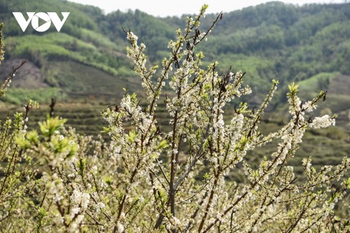 Plum flowers in full bloom in Bac Giang province - ảnh 2