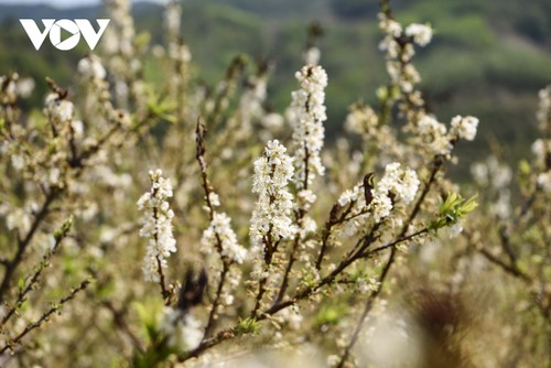 Plum flowers in full bloom in Bac Giang province - ảnh 3