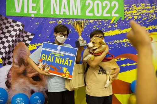 HCM City hosts first Corgi dog race - ảnh 1