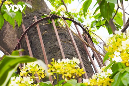 Stunning beauty of 300-year-old Hoa Bun tree in Hanoi - ảnh 10