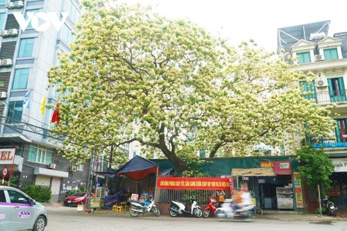 Stunning beauty of 300-year-old Hoa Bun tree in Hanoi - ảnh 1