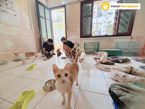 Happy homes for stray, abandoned animals in Hanoi  - ảnh 2