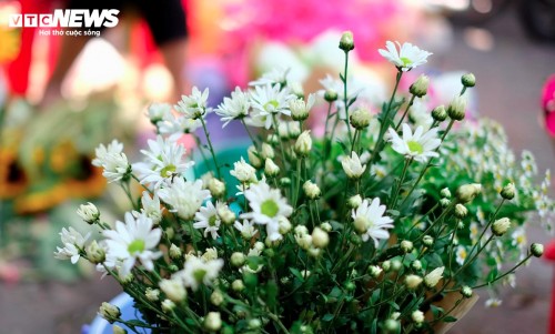 Hanoi streets dotted with daisies as winter approaches - ảnh 1
