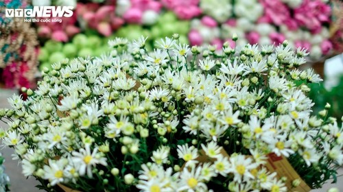 Hanoi streets dotted with daisies as winter approaches - ảnh 2
