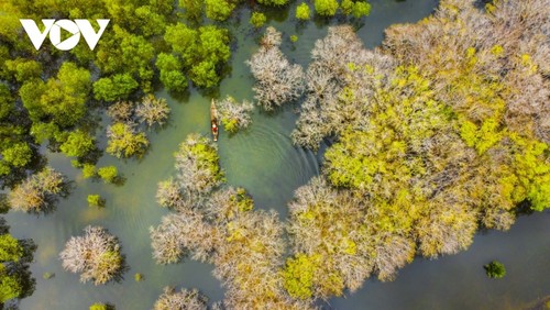 Fall foliage in Ru Cha mangrove forest - ảnh 9