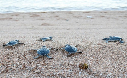 Ninh Thuan effectively protects sea turtles - ảnh 1