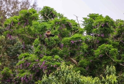 Tourists dazzled by purple flowers on Son Tra Peninsula - ảnh 1