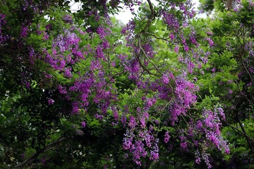 Tourists dazzled by purple flowers on Son Tra Peninsula - ảnh 4